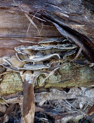 Overlapping brackets on a bark-less section on a fallen poplar in Pitsea, Essex.